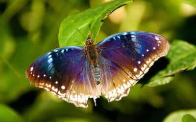 por que las mariposas tienen patrones tan variados en sus alas el arte de volar