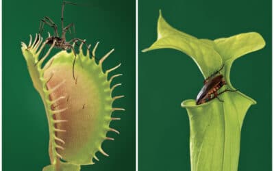 por que las plantas carnivoras comen insectos 1