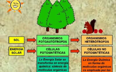 por que los embriones necesitan tanto oxigeno el combustible de la vida