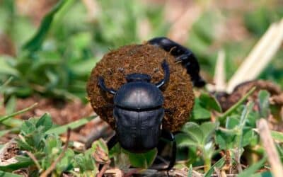 por que los escarabajos son tan diversos exito en la diversidad