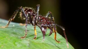 por que los insectos mueren despues de picar un ataque final