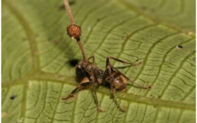 por que los insectos mueren despues de picar un sacrificio fatal