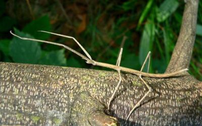 por que los insectos palo se parecen tanto a las ramas los maestros del camuflaje