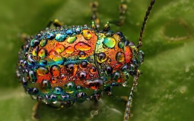 por que los insectos son tan diversos un arco iris de formas y colores