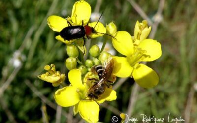 por que los insectos son tan importantes en la polinizacion los mensajeros del amor entre plantas