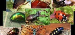 por que los insectos tienen exoesqueleto armadura de la naturaleza