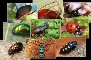 por que los insectos tienen exoesqueleto armadura de la naturaleza