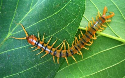 por que los insectos tienen tantas patas movilidad en multiples