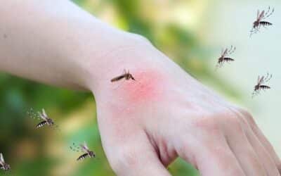 por que los mosquitos prefieren ciertas personas blancos de sangre