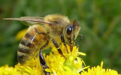 por que son tan importantes las abejas para la polinizacion las trabajadoras del polen