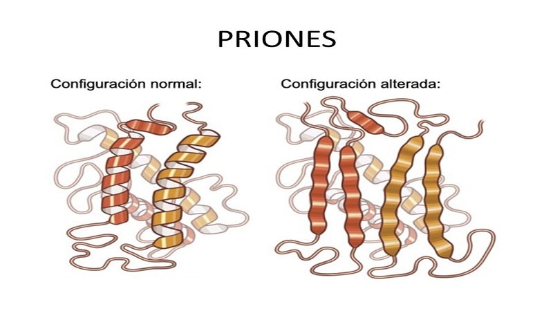 proteinas prion