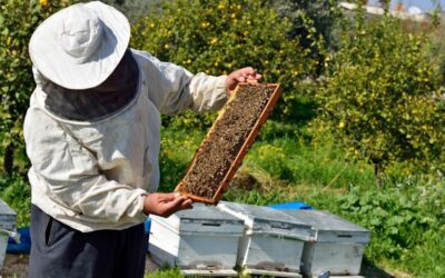 que es la apicultura y como puede beneficiar el medio ambiente un zumbido de vida