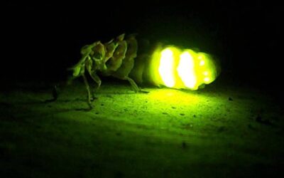 que es la bioluminiscencia en los insectos luces en la oscuridad