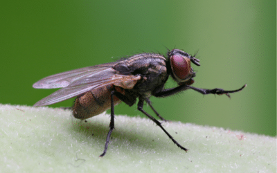 que es la entomologia forense resolviendo crimenes con insectos