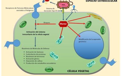 que es la epidemiologia molecular el papel del adn en la enfermedad