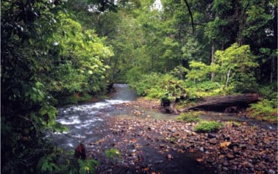 que es la teoria de la isla de biogeografia y como revoluciono nuestra vision de la biodiversidad patrones ocultos en la naturaleza