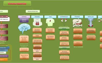 que ocurre cuando hay un fallo en el desarrollo del sistema endocrino cuando nuestras fabricas de hormonas tienen problemas