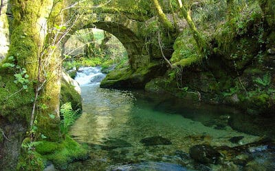 que ocurre cuando introducimos arboles no nativos en un bosque extranos en el bosque