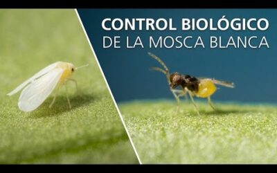 que ocurre cuando los insectos se vuelven resistentes a los pesticidas el contraataque de los pequenos