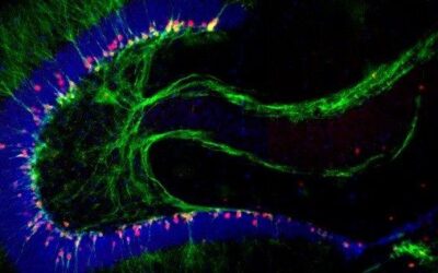 que ocurre durante el cierre del tubo neural un tunel hacia la vida