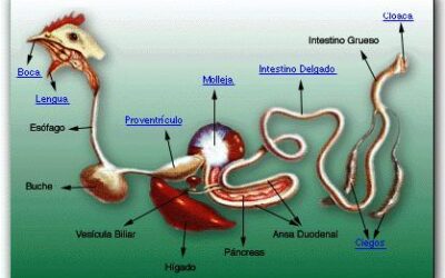 que ocurre durante la formacion del sistema excretor en el embrion preparandonos para la eliminacion de desechos 1