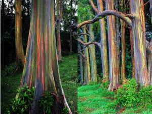 que ocurre en un arbol cuando pierde la corteza