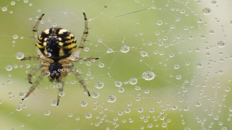 que pasa si las aranasdesaparecer