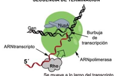 que pasa si se dana el arn la fragilidad de la vida