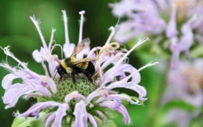 que pasaria si los insectos desaparecieran de la tierra un mundo sin pequenos aliados