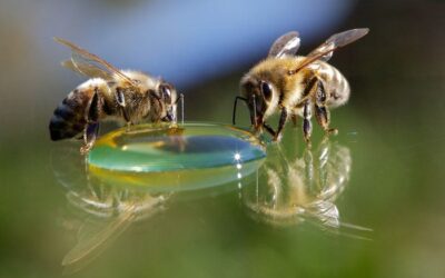 que sucede cuando disminuyen los polinizadores en numero el silencio de las abejas