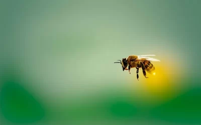 que sucede cuando las abejas desaparecen el impacto de su ausencia