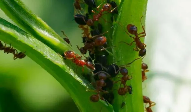 que sucede cuando las hormigas invaden tu casa la invasion del jardin