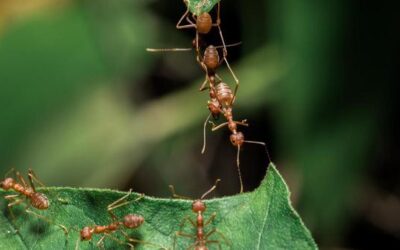 que sucede cuando las hormigas rojas invaden pequenas invasoras picantes