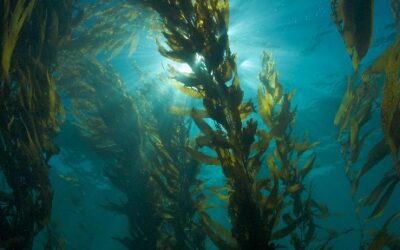 que sucede cuando los bosques de kelp desaparecen el ocaso de los gigantes del mar