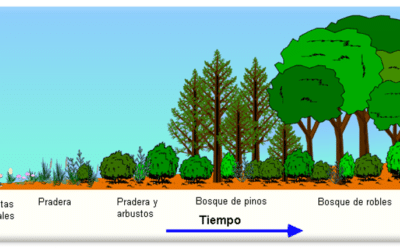 que sucede cuando un ecosistema pierde a su especie clave el efecto domino de la naturaleza