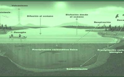 que sucede durante la formacion de los rinones en el embrion preparandonos para filtrar