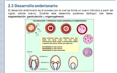 que sucede durante la organogenesis en el desarrollo embrionario la fabrica de la vida