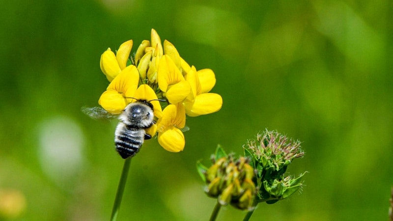 relacion flores y abejas