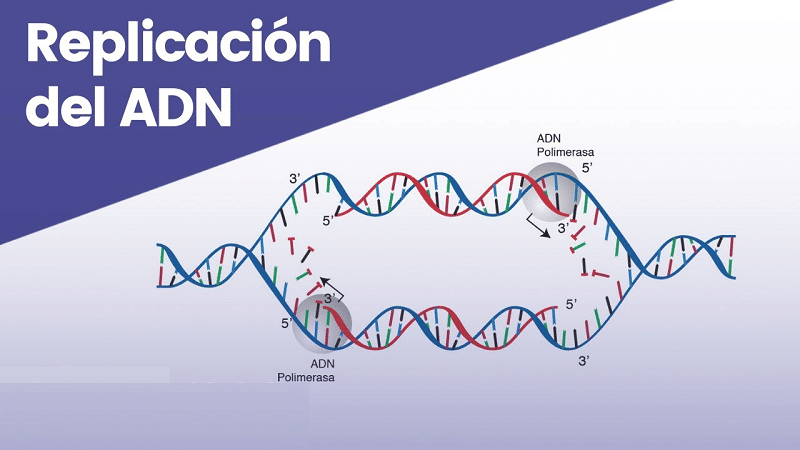 replicacion del ADN