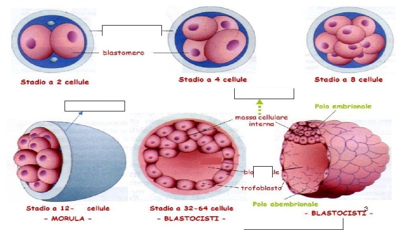 segmentacion 2