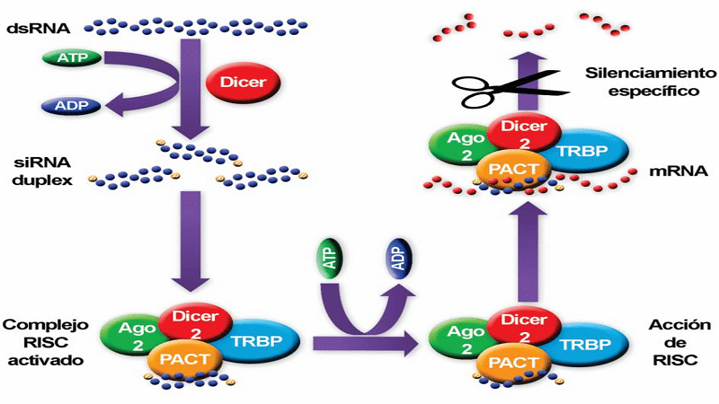 silenciacion genica2
