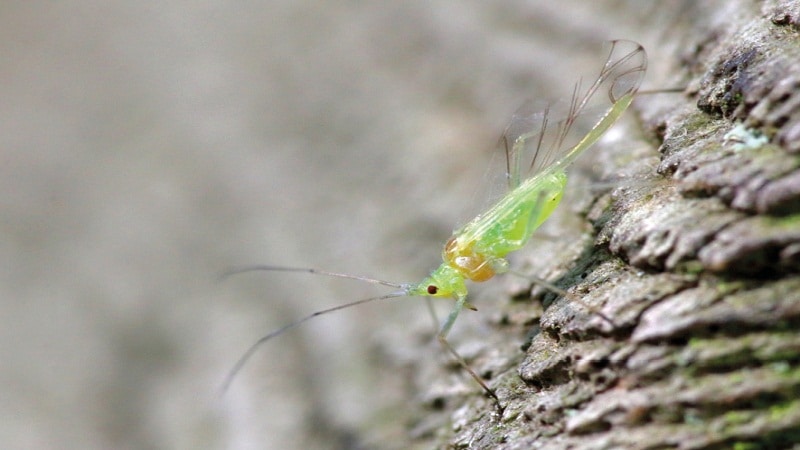 simbiosis de los insectos