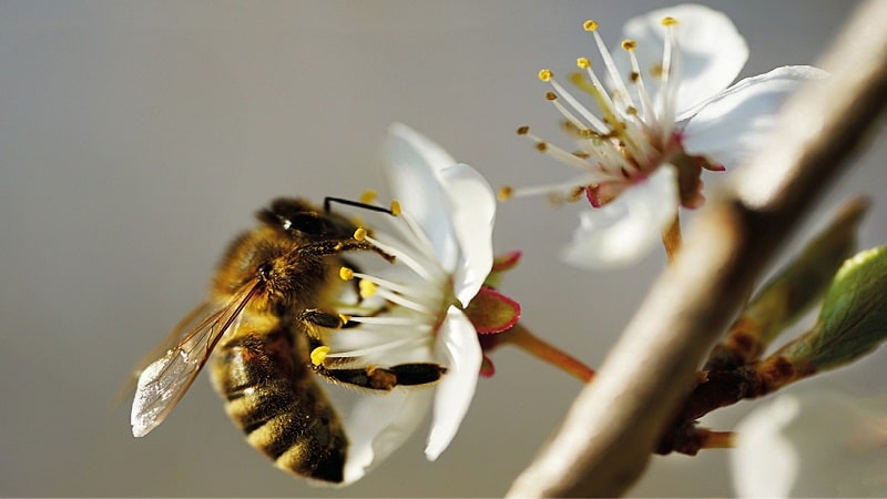 simbiosis de los insectos