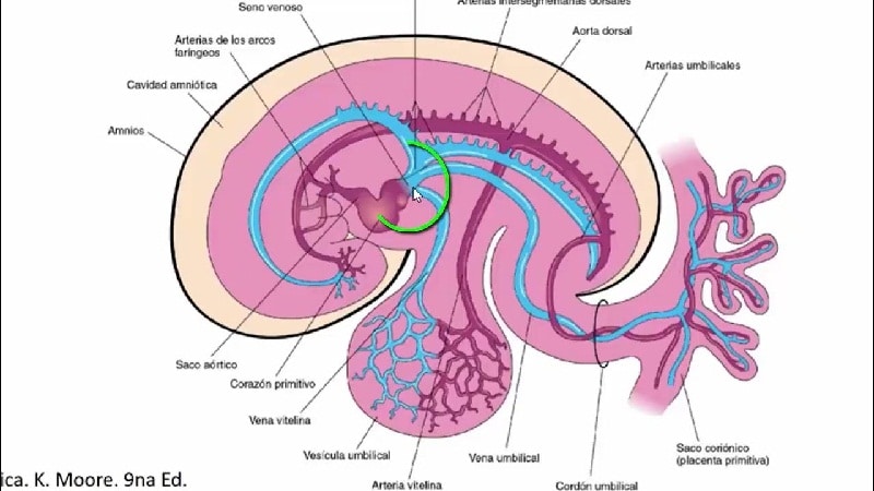 sistema circulatorio embrion 1