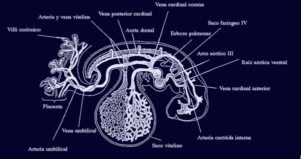 sistema circulatorio embrion 2