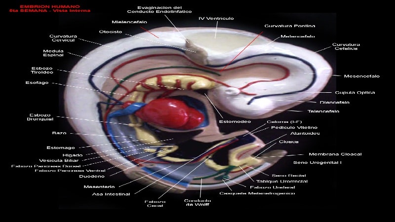 sistema circulatorio embrion