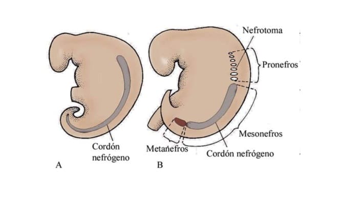 sistema excretor en el embrion 1