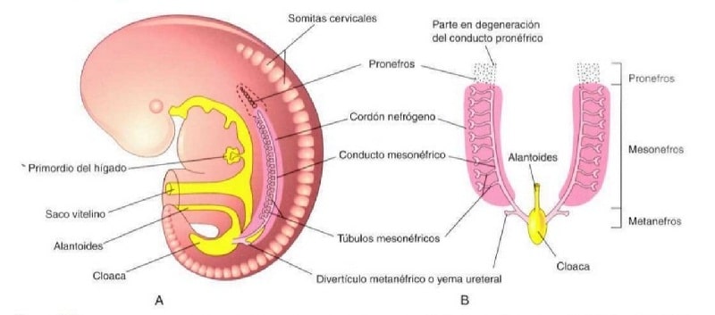 sistema excretor en el embrion 2