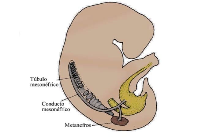 sistema excretor en el embrion