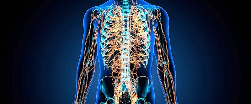 sistema nervioso 5